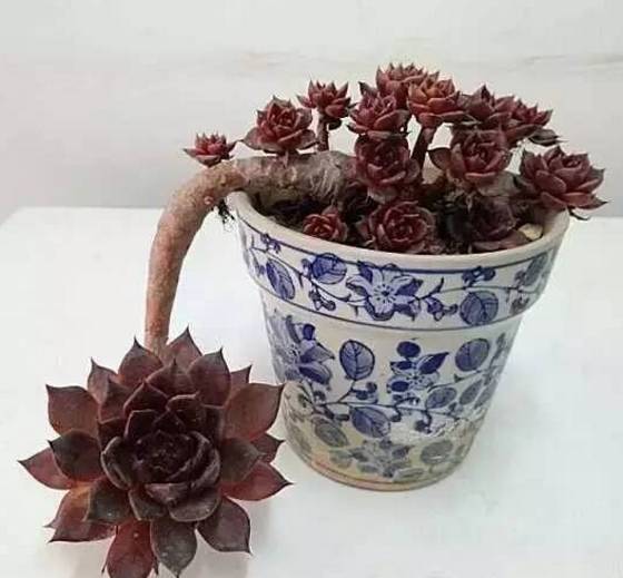 秀肉肉｜多肉老桩的5大形态，每一个我都爱！