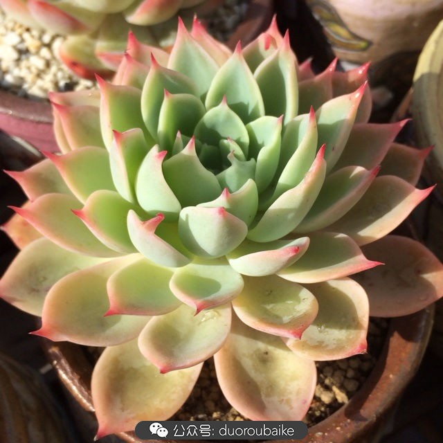 院子阳光房多肉,阳光房庭院多肉