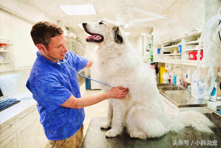 聊聊关于狗狗绝育的那些事儿