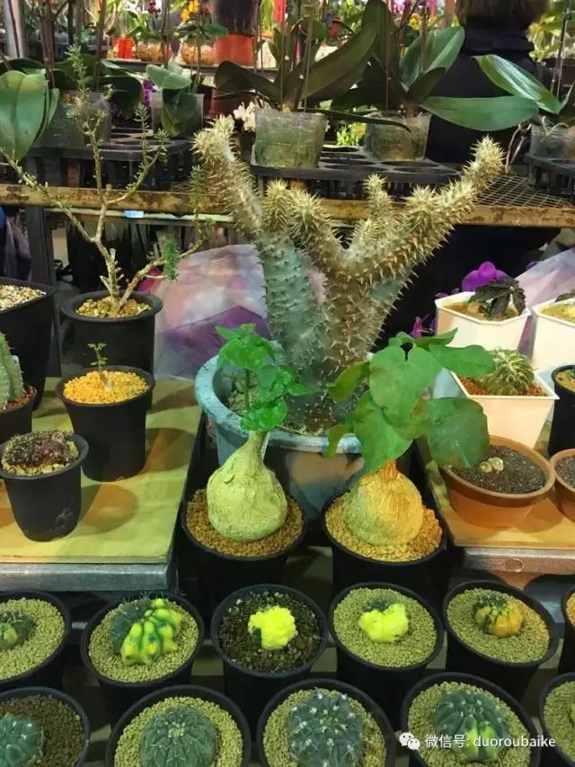 春节花市的鲜花,春节能看花的植物