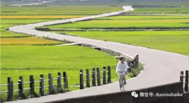 春节花市的鲜花,春节能看花的植物