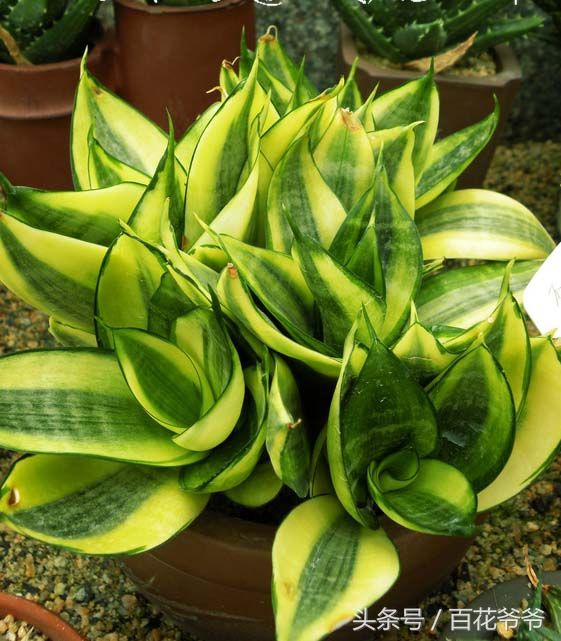 吸甲醛最好的植物哪种排名第一,新装修的房子养什么植物去甲醛