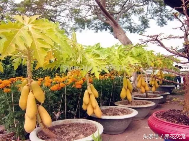 木瓜树盆栽几年能结果,盆栽木瓜树苗几年可以结果