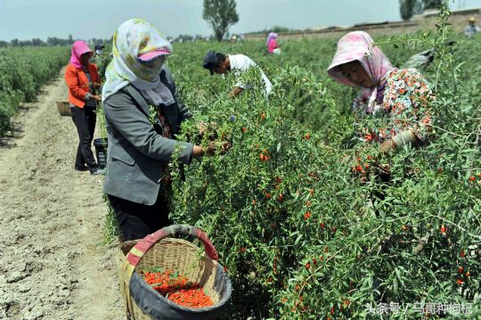 宁夏枸杞甲天下采摘视频,宁夏枸杞的来历及特色