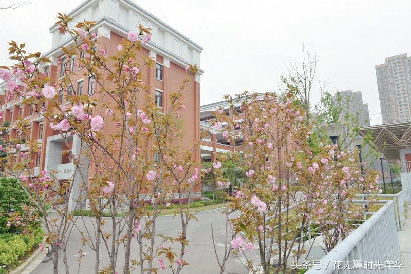 长沙岳麓区好的私立初中,岳麓区初中教育质量排名