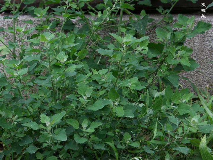 农村路边常见的中草药你认识几种,农村常见中草药盘点