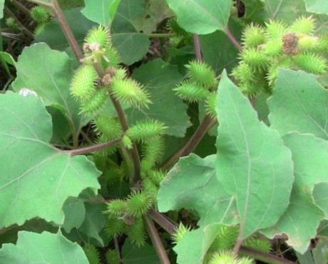 农村路边常见的中草药你认识几种,农村常见中草药盘点