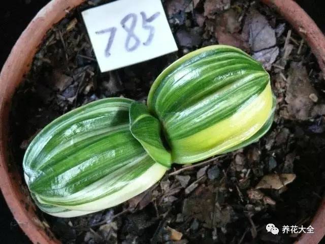 养花小技巧牡丹吊兰图解,绿萝吊兰怎么养成瀑布