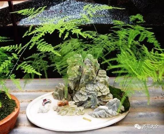 养花小技巧牡丹吊兰图解,绿萝吊兰怎么养成瀑布