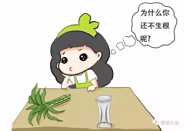 富贵竹叶子发黄有什么征兆,富贵竹叶子发黄发干怎么治