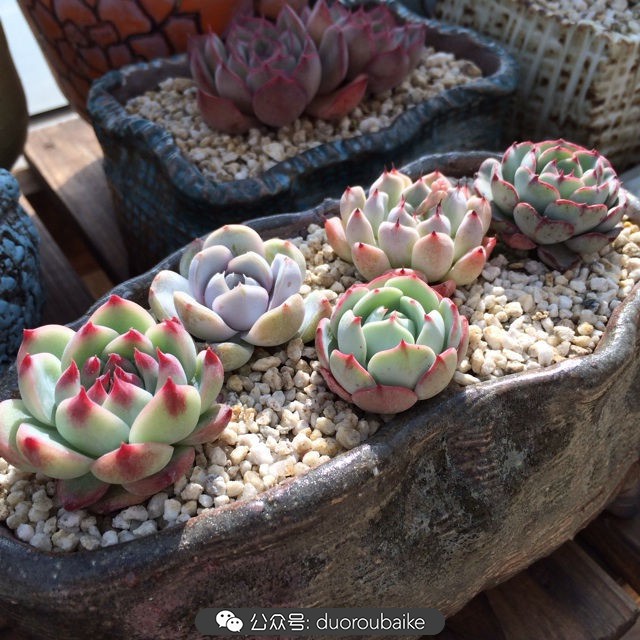 院子阳光房多肉,阳光房庭院多肉