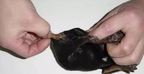 狗狗为什么断尾有什么好处,人类给柯基断尾残忍吗