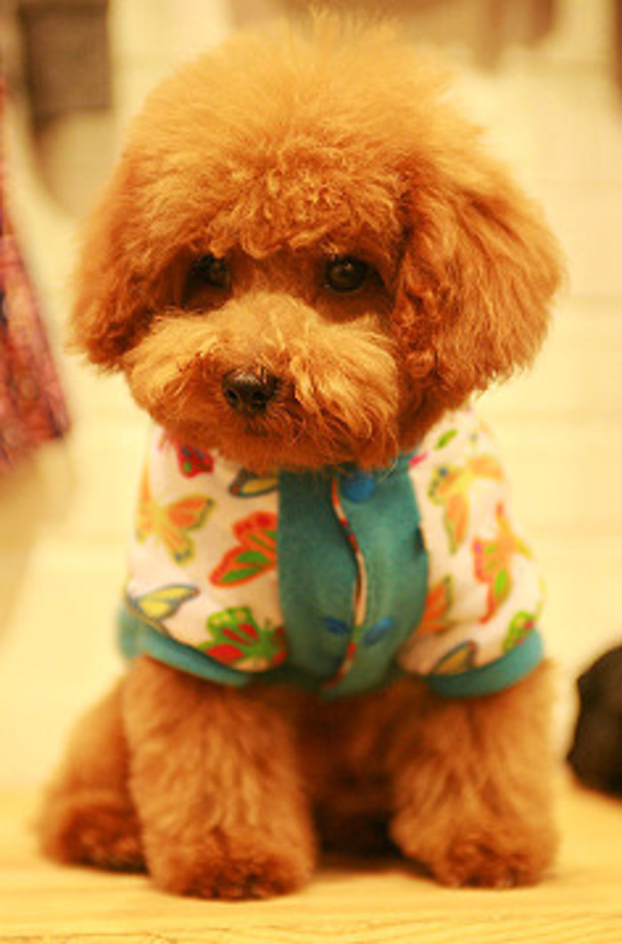 怎样分辨狗宝宝性格怎么样,怎么挑选好的狗宝宝