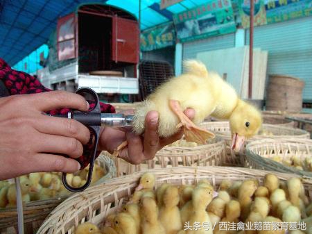 散养鹅的鹅病诊断防治,西洼禽业鹅苗繁育基地