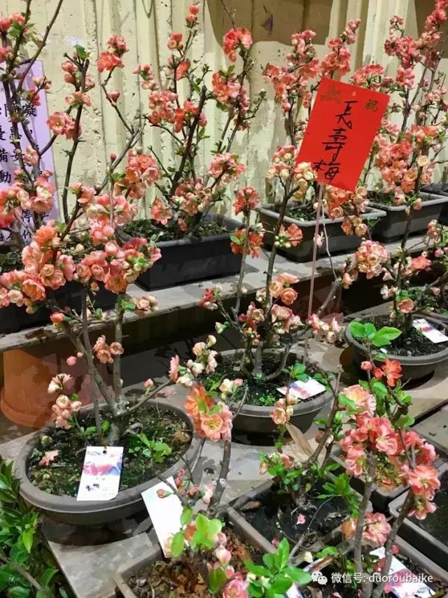 台湾寻肉之旅：小玲带你逛春节的台北花市！