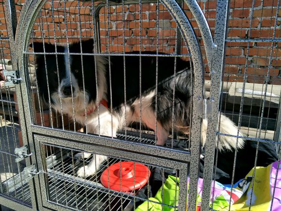 边牧被狗贩子偷走会卖到哪里,边牧被卖狗贩子