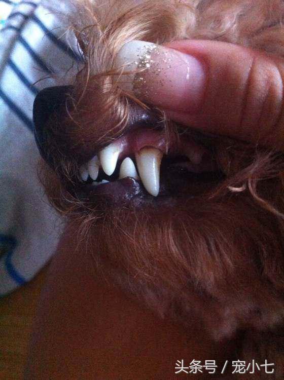 泰迪狗狗牙垢严重的原因,除牙垢泰迪牙膏