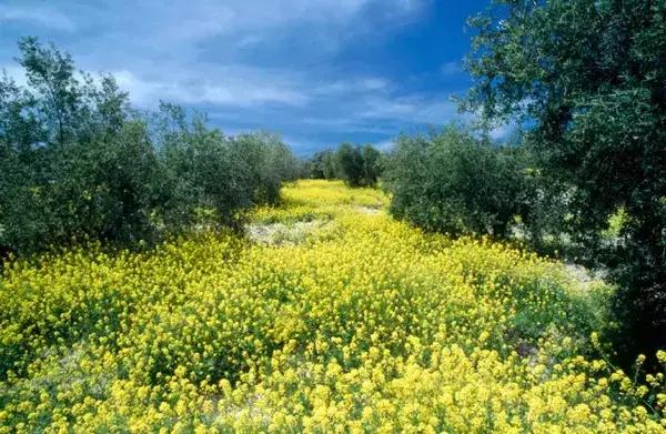 西班牙橄榄油历史,西班牙橄榄油十大排名