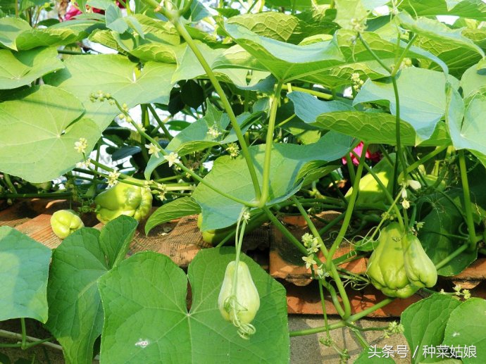 种植佛手瓜五大要点需注意,像手指似的佛手瓜怎么种植