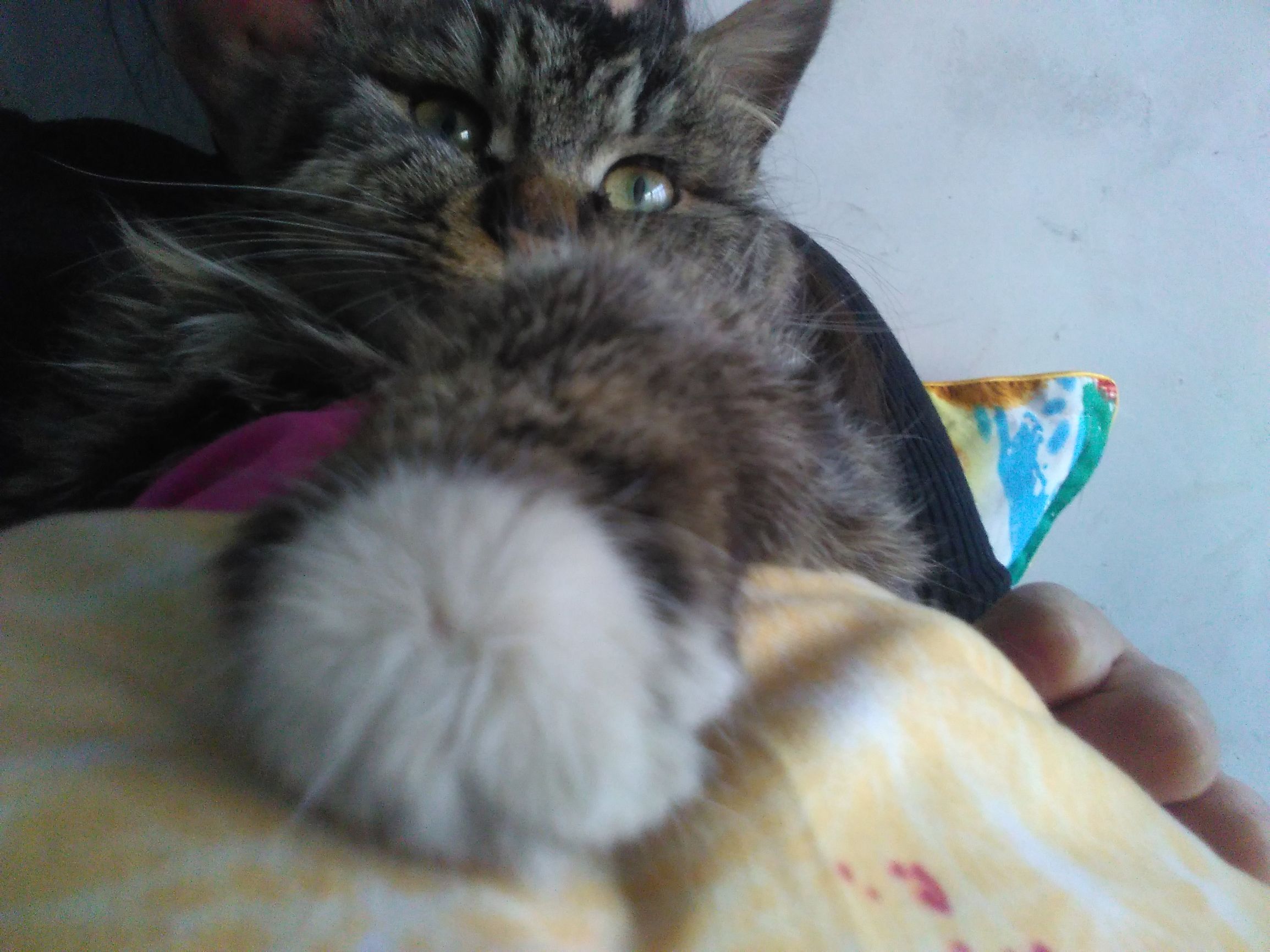 养了个假狗会怎么样,养了一只假猫真的不好吗