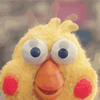 新西兰负鼠是什么,新西兰负鼠