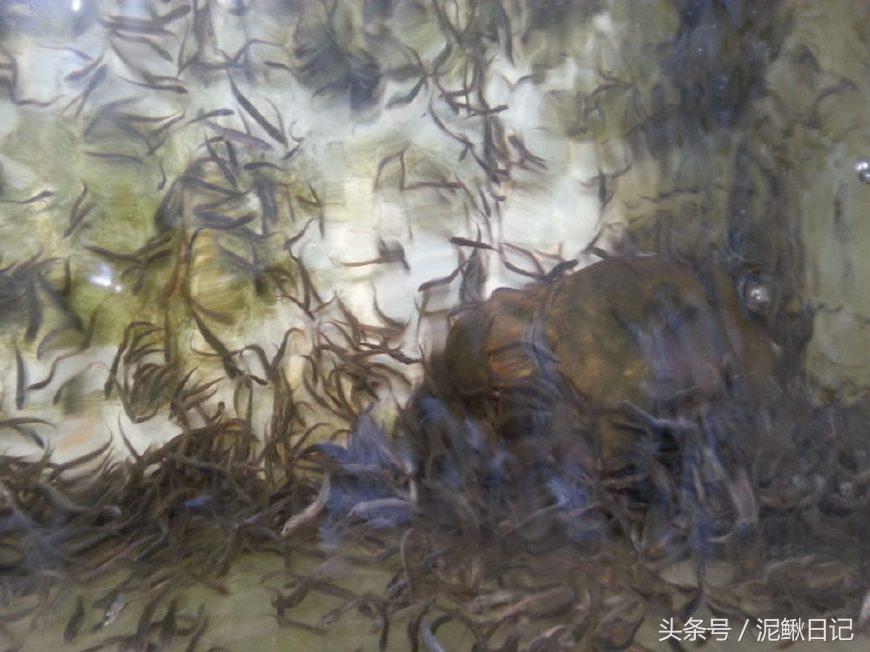 养殖什么成本小又能赚钱呢,养殖这方面哪些成本低些又好赚钱