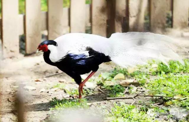 老扬州也不知道!扬州竟然有这么多和鸡有关的东东!