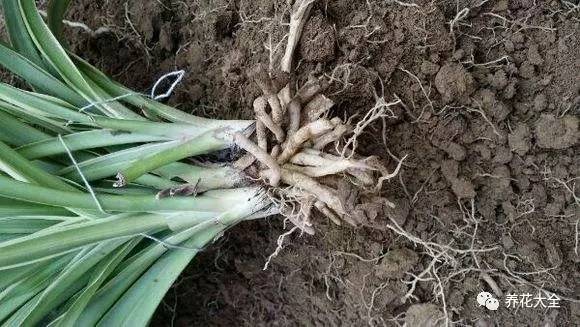 养花小技巧牡丹吊兰图解,绿萝吊兰怎么养成瀑布