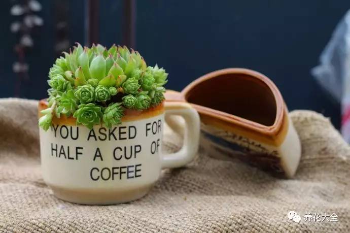 多肉的各种疑难杂症,多肉各种病讲解