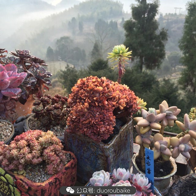 关于多肉植物的国画,多肉山水画