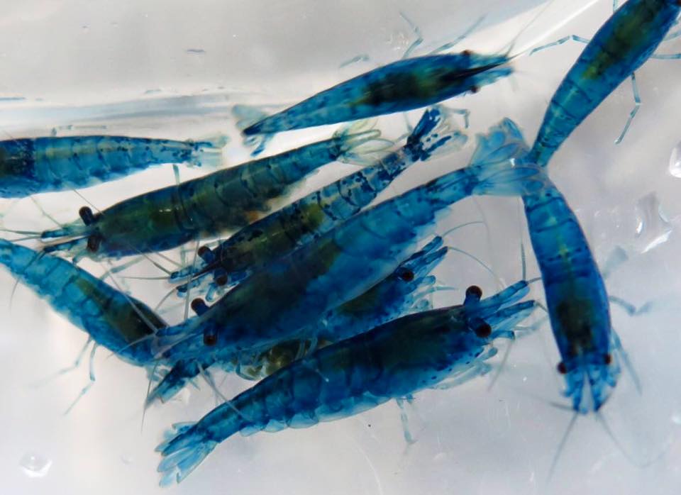 家庭观赏虾品种,家养观赏虾