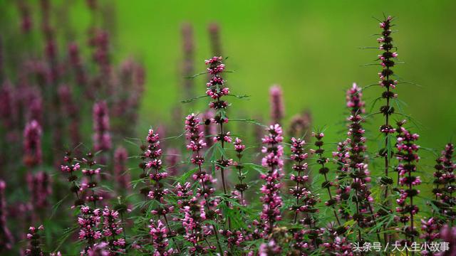 十二生肖男专属幸运花卉,12生肖最佳姻缘表