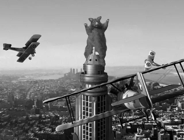 新西兰负鼠是什么,新西兰负鼠