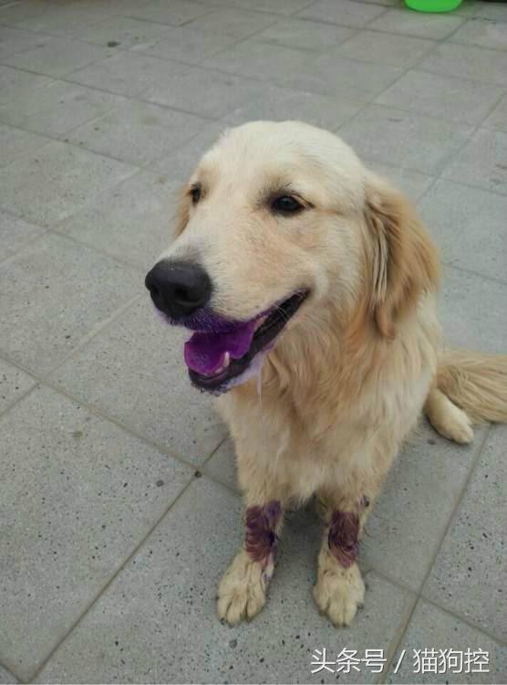 回来发现金毛嘴肿了,金毛舌头发紫正常吗