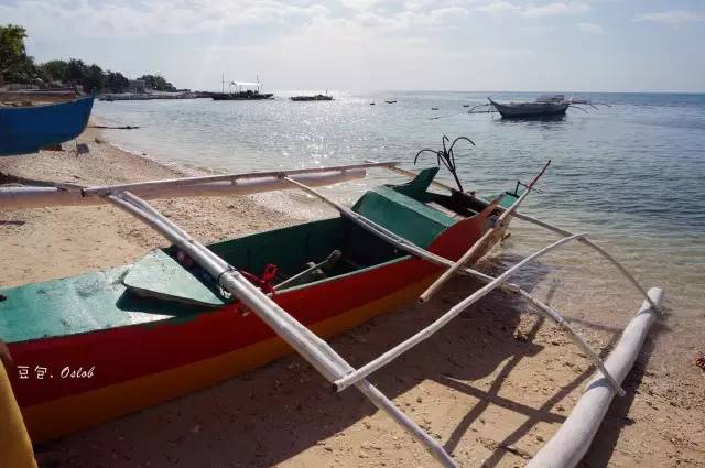 除了鲸鱼海豚还有哪些哺乳动物,除了鲸鲨还有什么鱼比较大