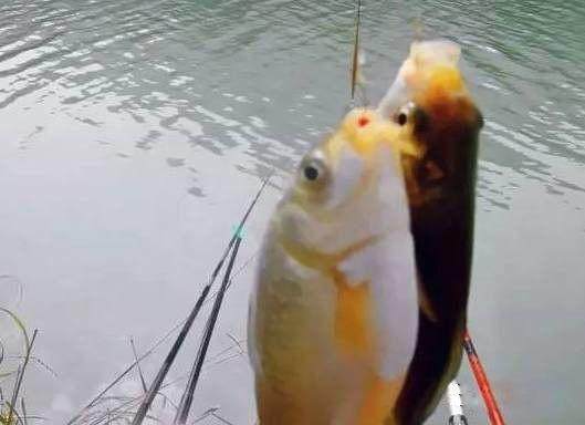 解决小鱼闹窝的最好办法,摇三摇为什么可以防止小鱼闹窝