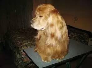 为什么狗狗绝育会胖,为什么狗狗绝育了会变胖