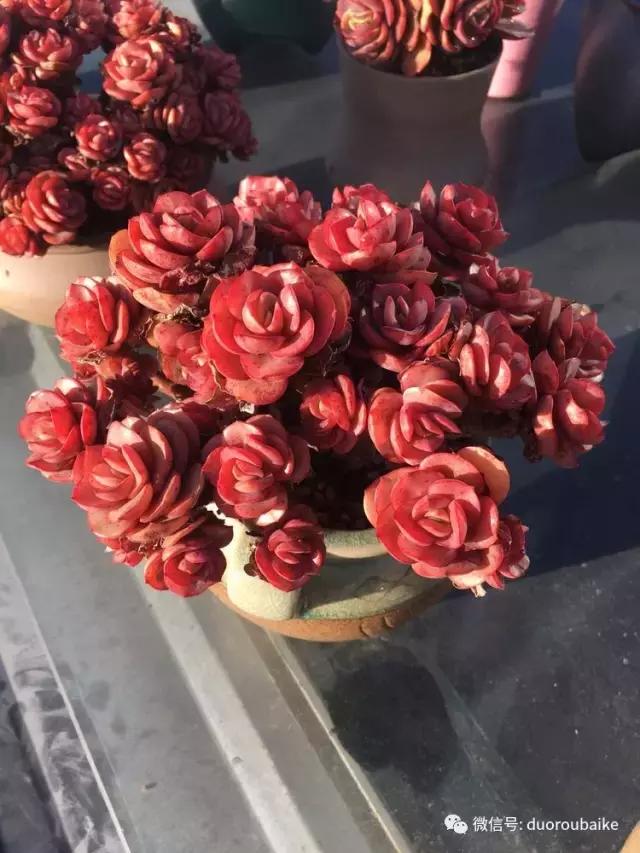 多肉是黯淡生活里的良药,多肉是解决烦恼和疲惫的良药