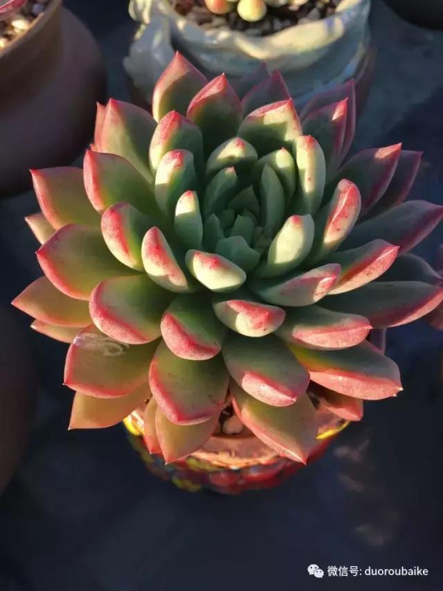 多肉是黯淡生活里的良药,多肉是解决烦恼和疲惫的良药