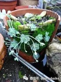 青苔覆盖多肉,青苔和多肉和平共处