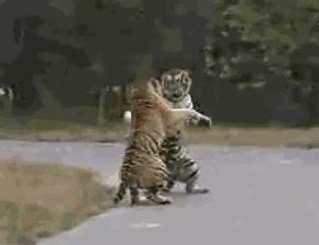 为了让你们捶胸口，我收集了所有的拳法