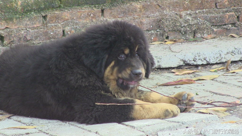 “丑陋”的养獒人,本末倒置,混淆黑白,任意改变藏獒物种的基因