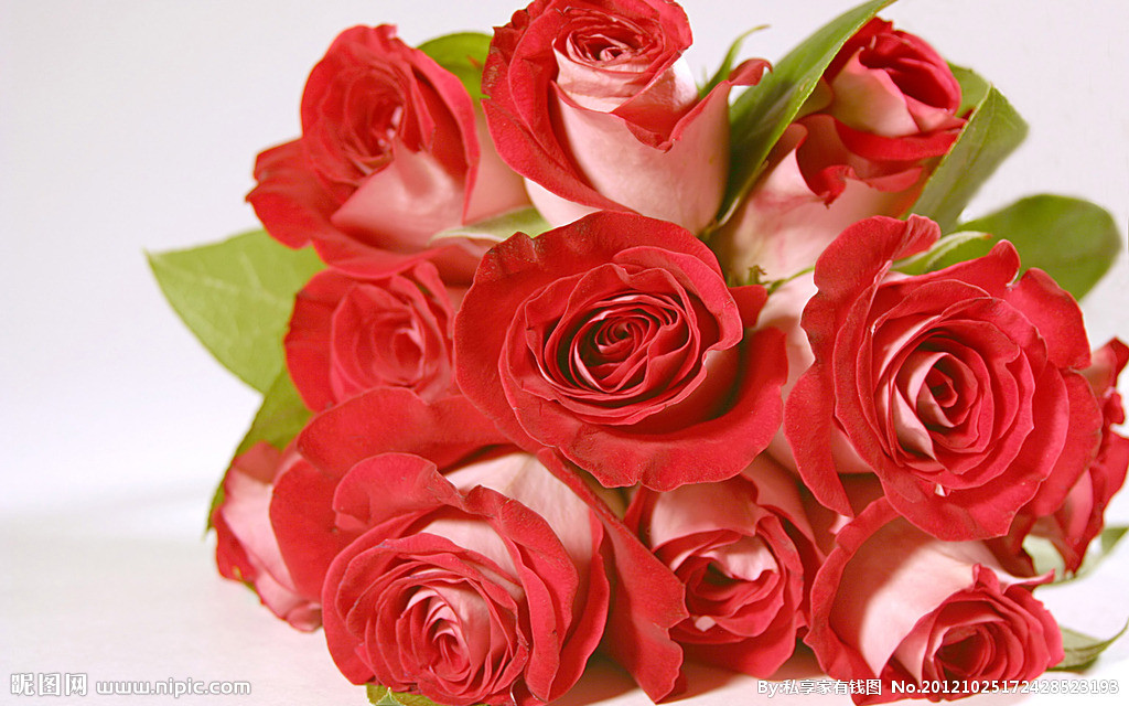 情人节送自己的玫瑰花语,情人节玫瑰花语和图片大全