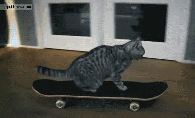 新手养猫该用什么品牌的猫粮,养猫的注意点