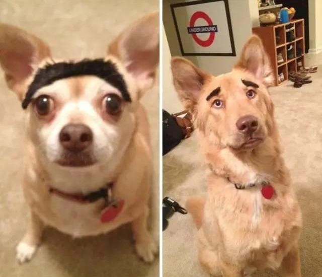 给狗狗画眉毛的视频,给狗狗画肖像笑得很开心