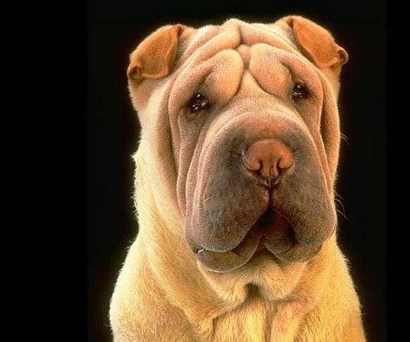 普遍的狗狗品种大全及图片,所有狗狗品种集合大全