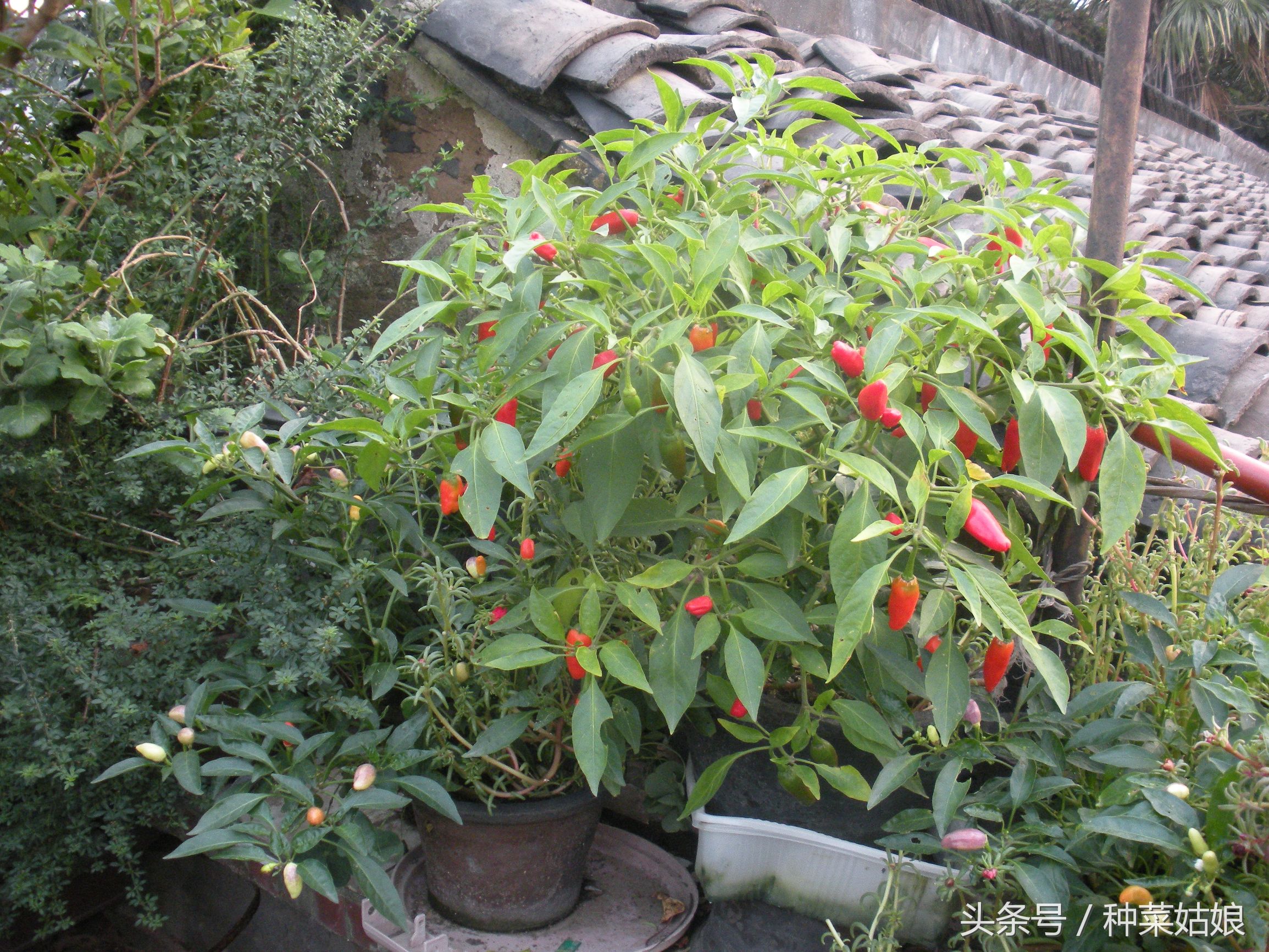 菜园菜怎么种整齐,菜园种什么蔬菜好看又简单