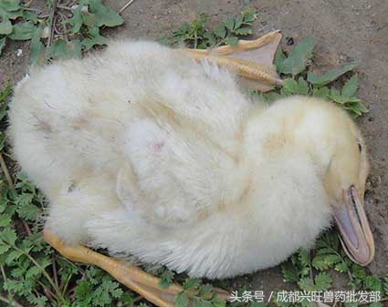 春季鸭鹅常见疾病,六种常见鸭病治疗方法