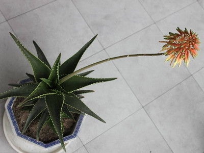 芦荟怎么养才能又大又肥还能开花,芦荟怎么才能养得肥绿