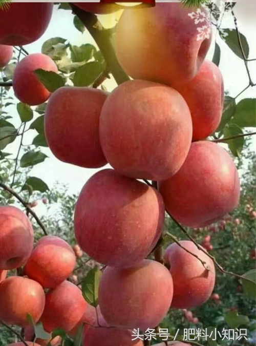 含量3个18的复合肥是好肥料吗,复合肥料高钾肥有多长效